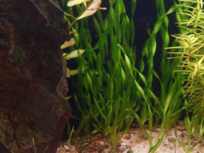 Валлиснерия цветет