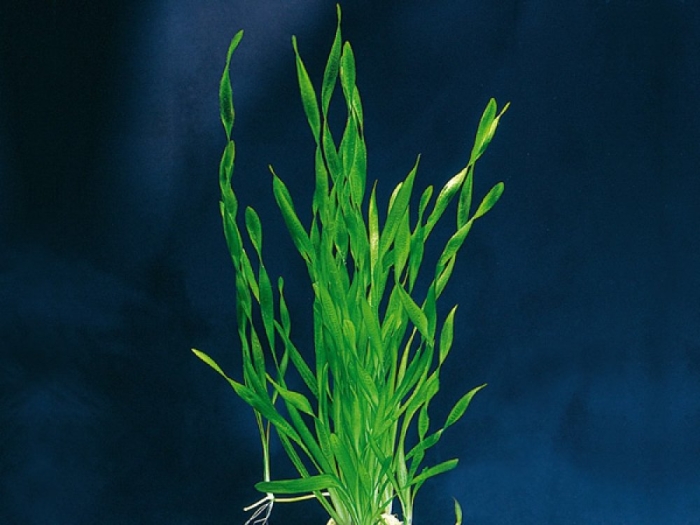 Валлиснерия аквариумное растение