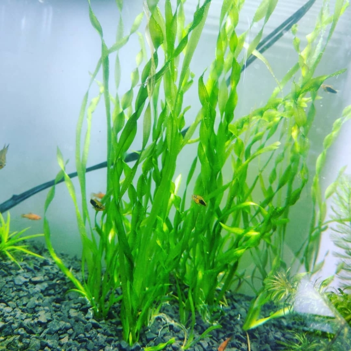 Валлиснерия спиралевидная