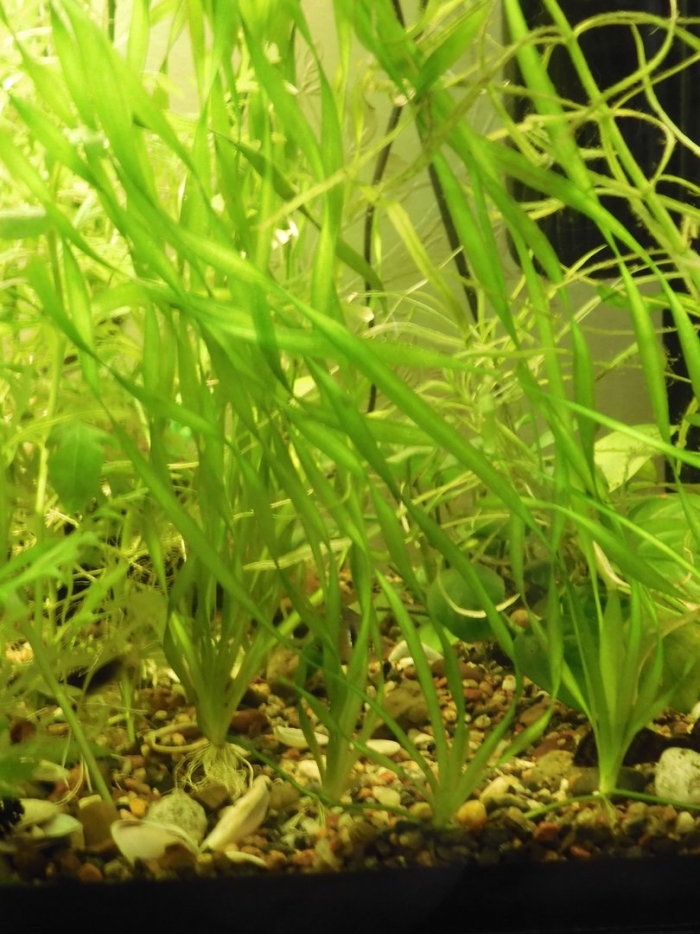 Валлиснерия гигантская аквариумное растение