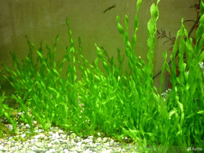 Валлиснерия нана