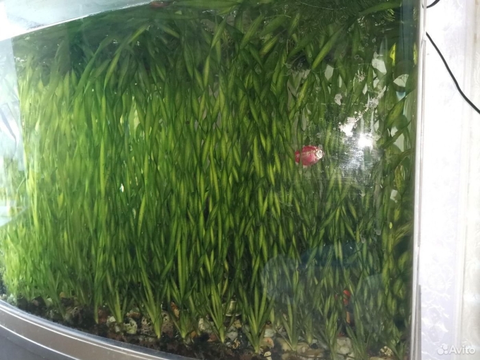 Валлиснерия спиральная в аквариуме