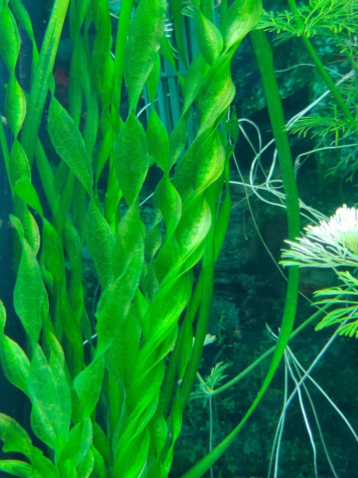 Валлиснерия спиральная аквариумное