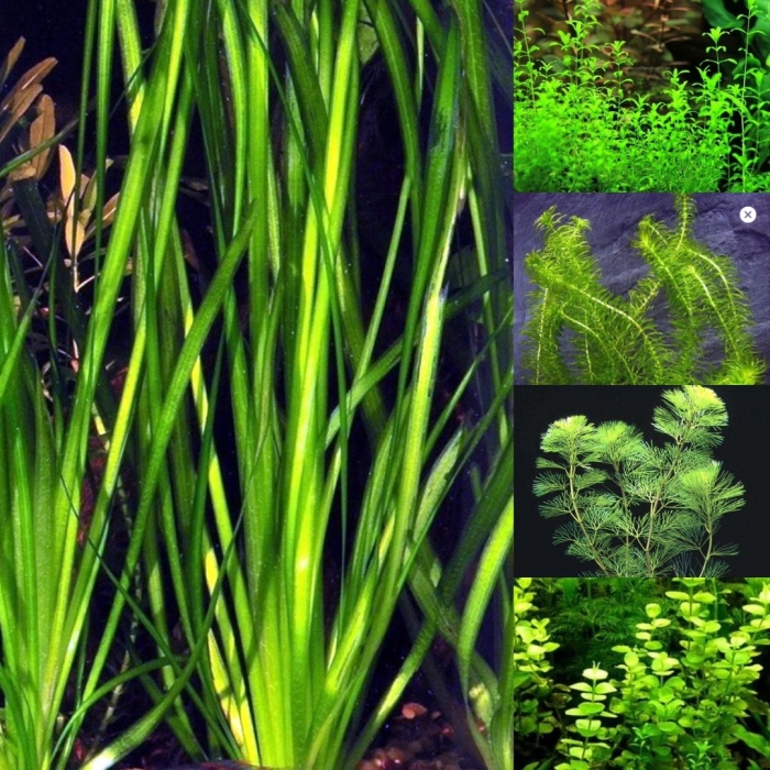 Валлиснерия обыкновенная