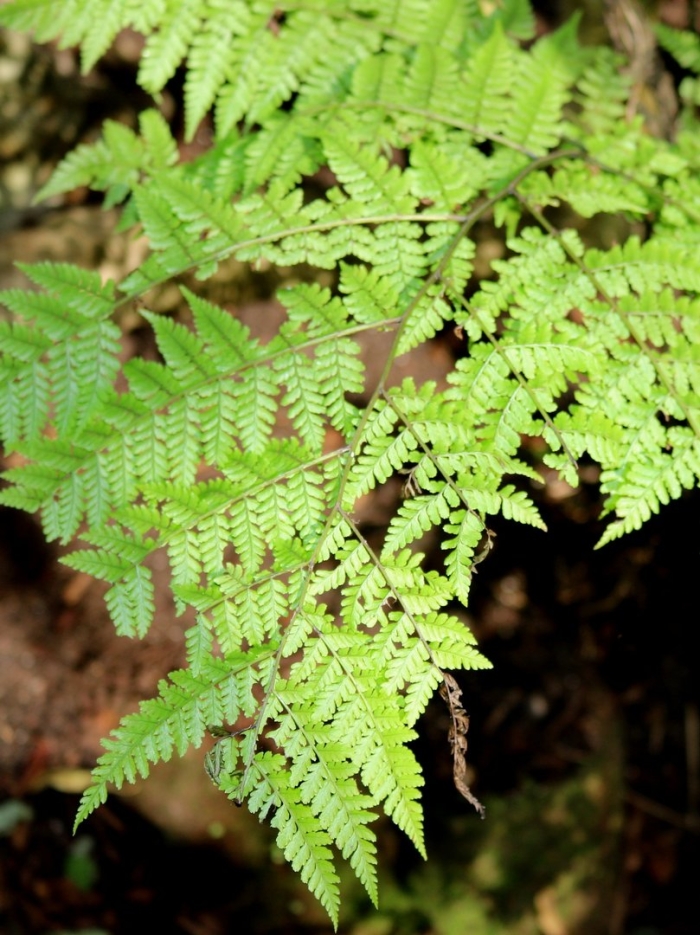 Gymnocarpium dryopteris