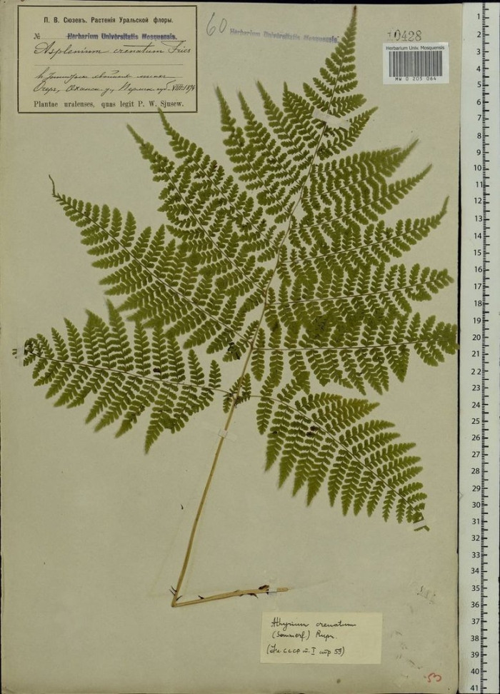 Диплазиум сибирский