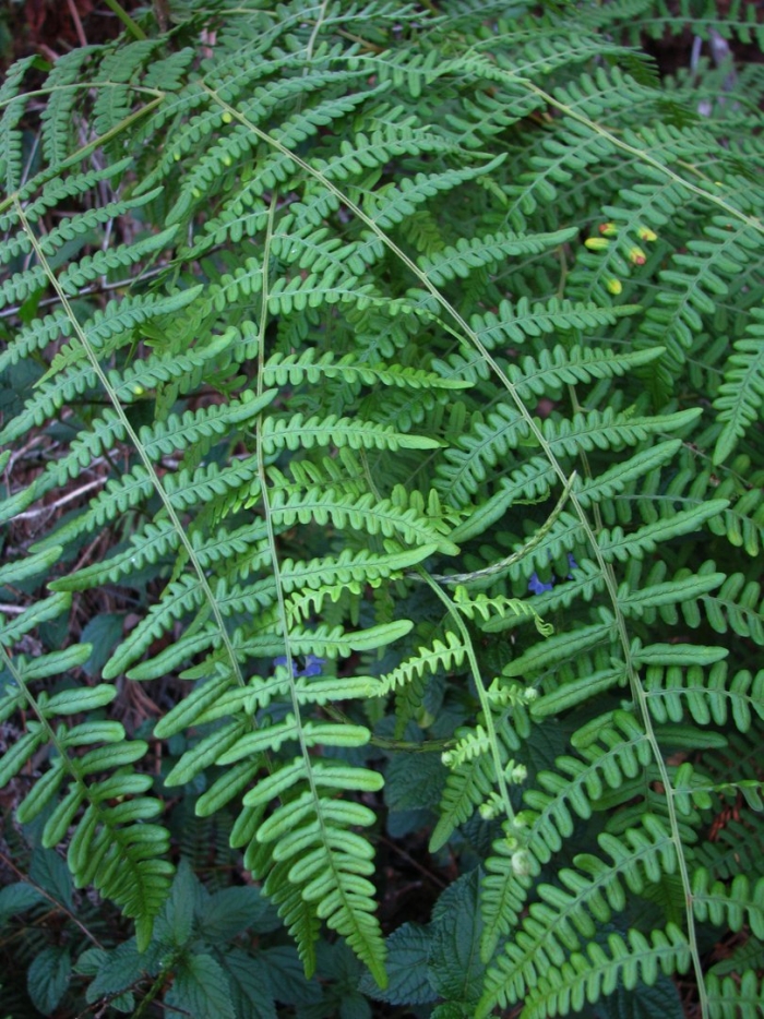 Pteridium aquilinum