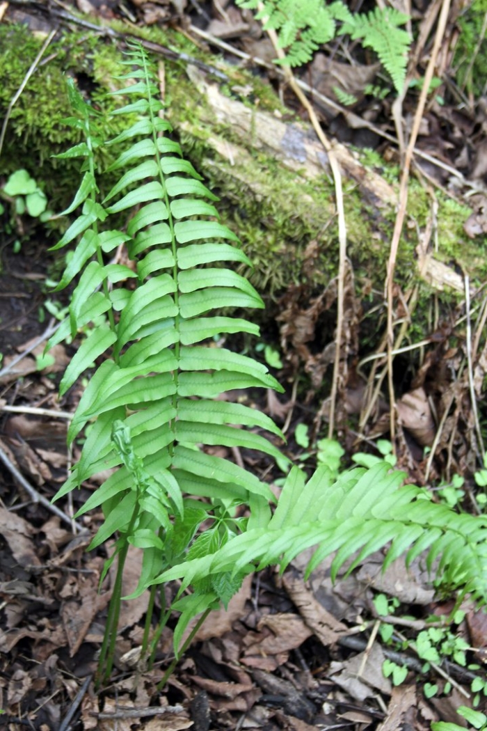 Папоротник диплазиум