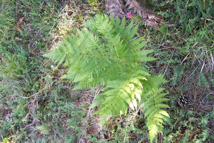 Лигодиум папоротник