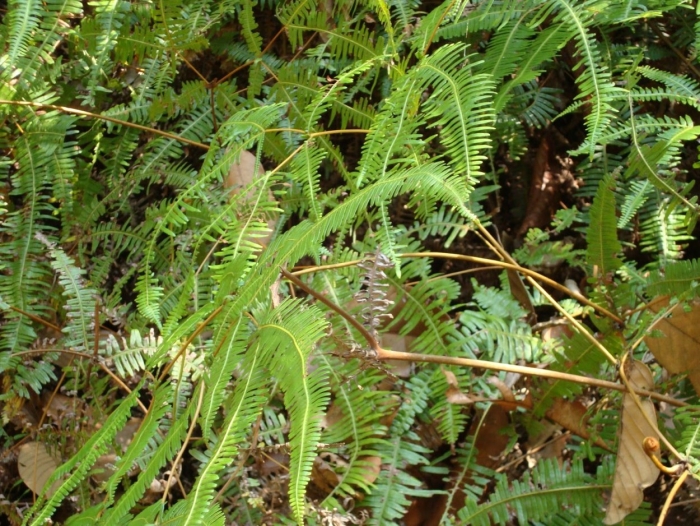 Dicranopteris linearis