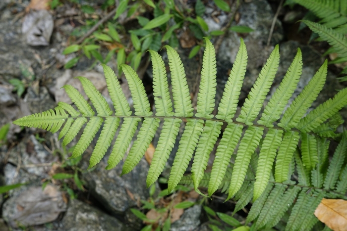 Dryopteris wallichiana