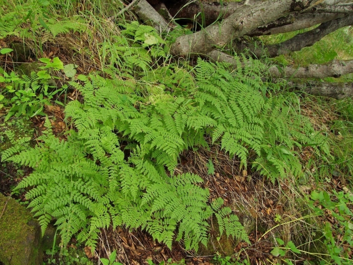 Cystopteris fragilis