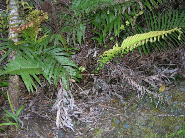 Drynaria quercifolia