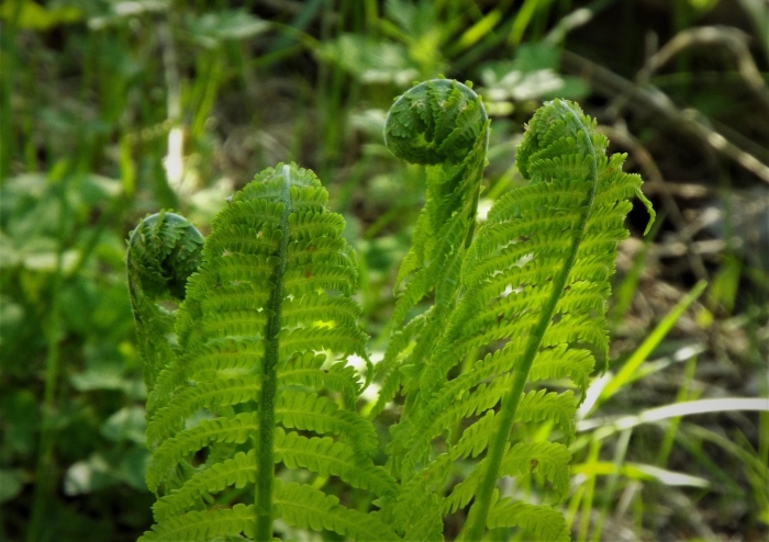 Страусник обыкновенный папоротник
