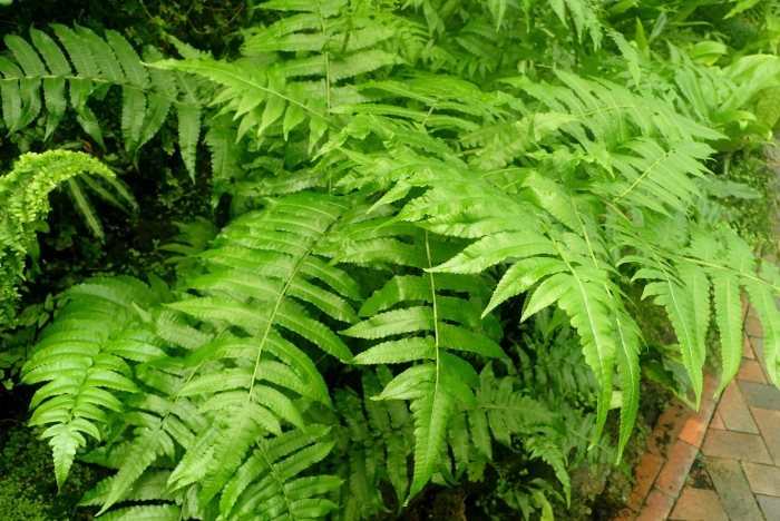 Асплениум курассавкий