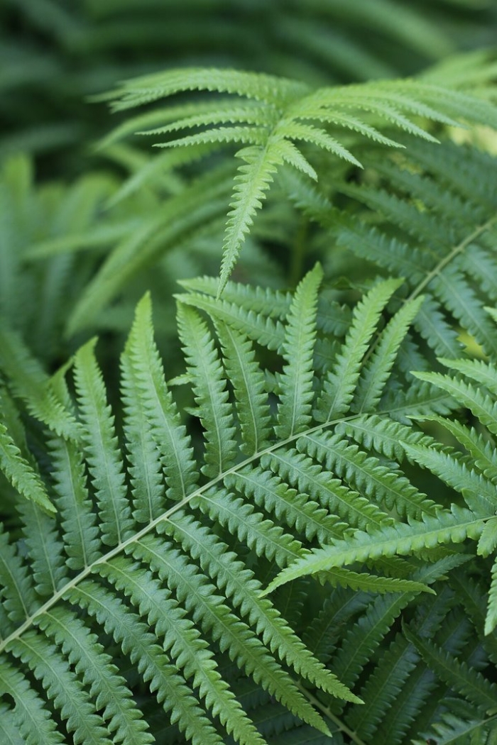 Папоротник щитовник кочедыжник орляк