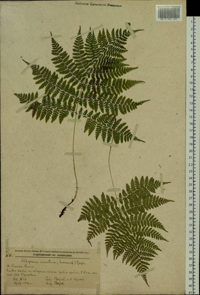 Щитовник австрийский