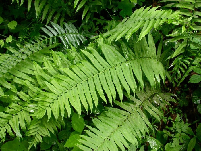 Diplazium pycnocarpon