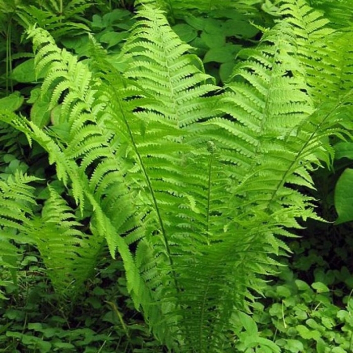 Папоротник страусник