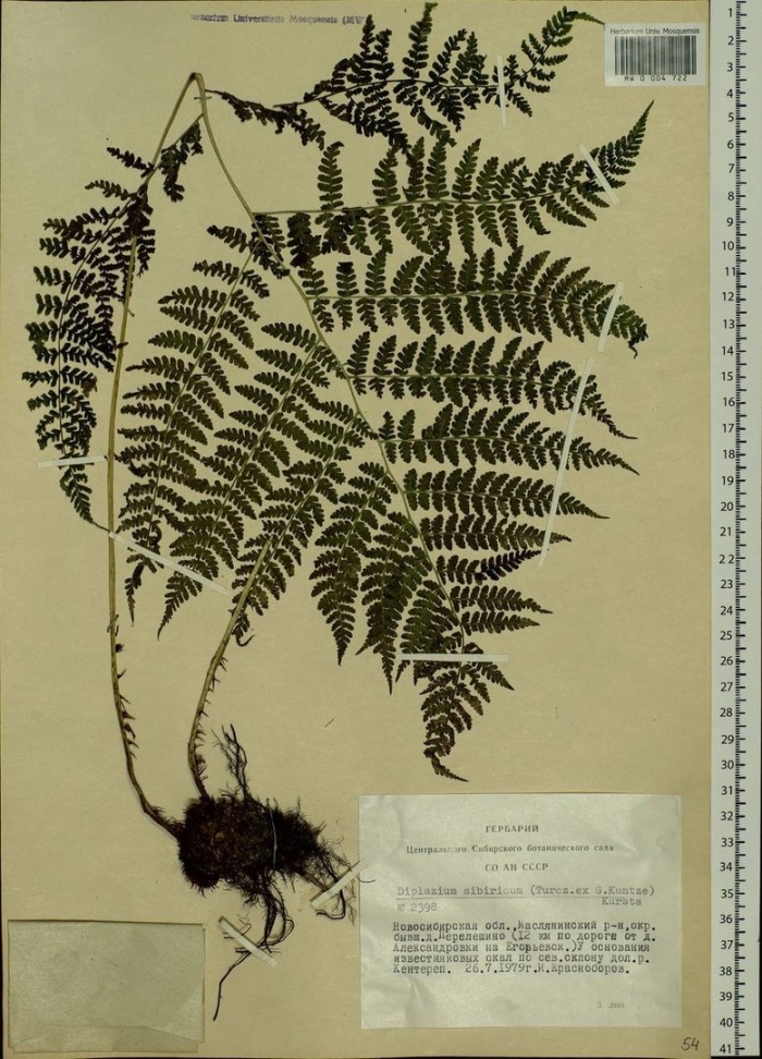 Diplazium sibiricum диплазиум сибирский