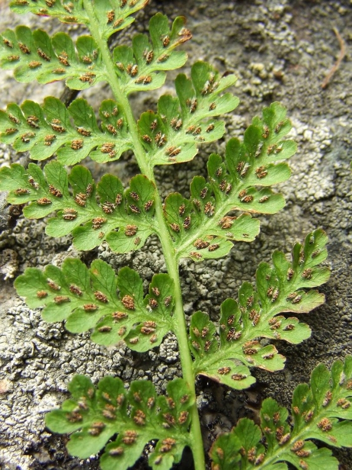 Папоротник диплазиум