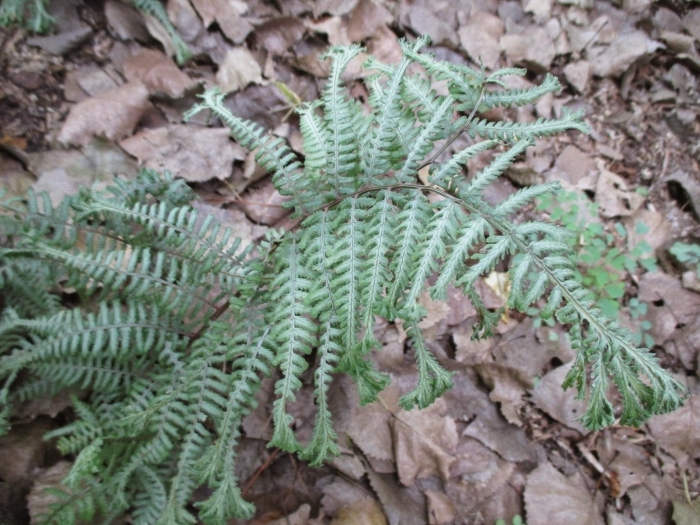 Папоротник кочедыжник ниппонский