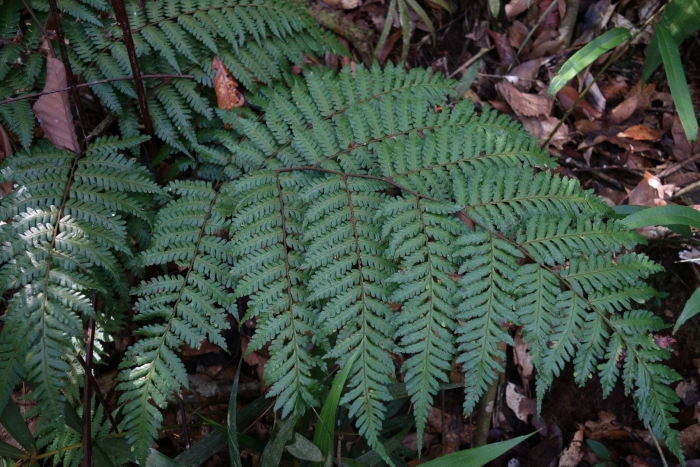 Dicksonia squarrosa