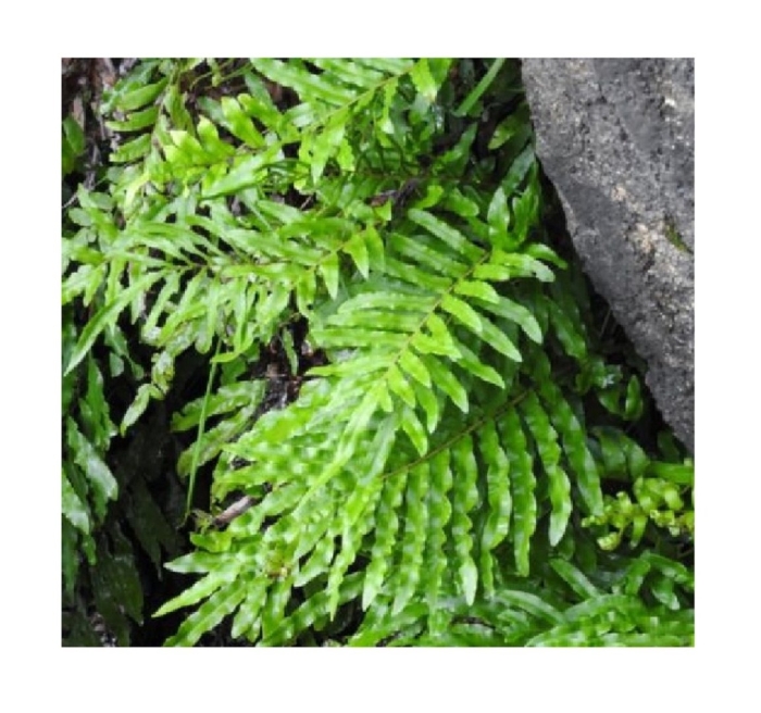 Асплениум ebenoides