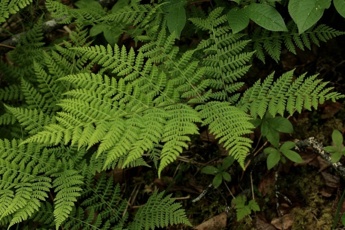 Папоротник диплазиум