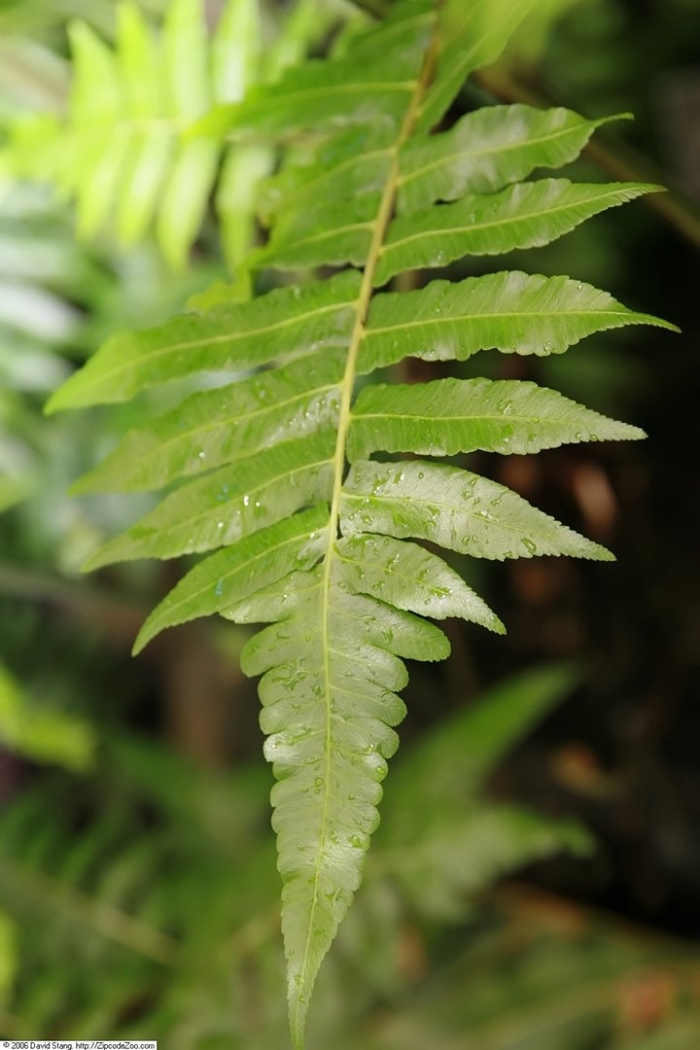 Blechnum palmiforme