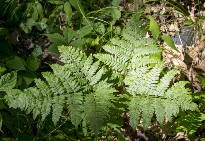 Растение папоротник