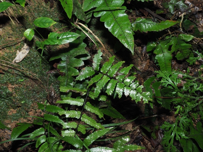 Циртомиум папоротник