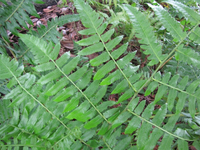 Dryopteris goldiana