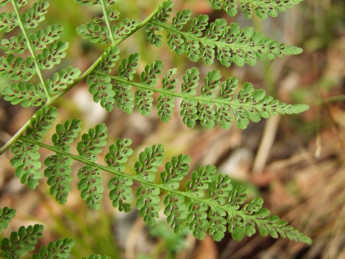 Пузырник папоротник