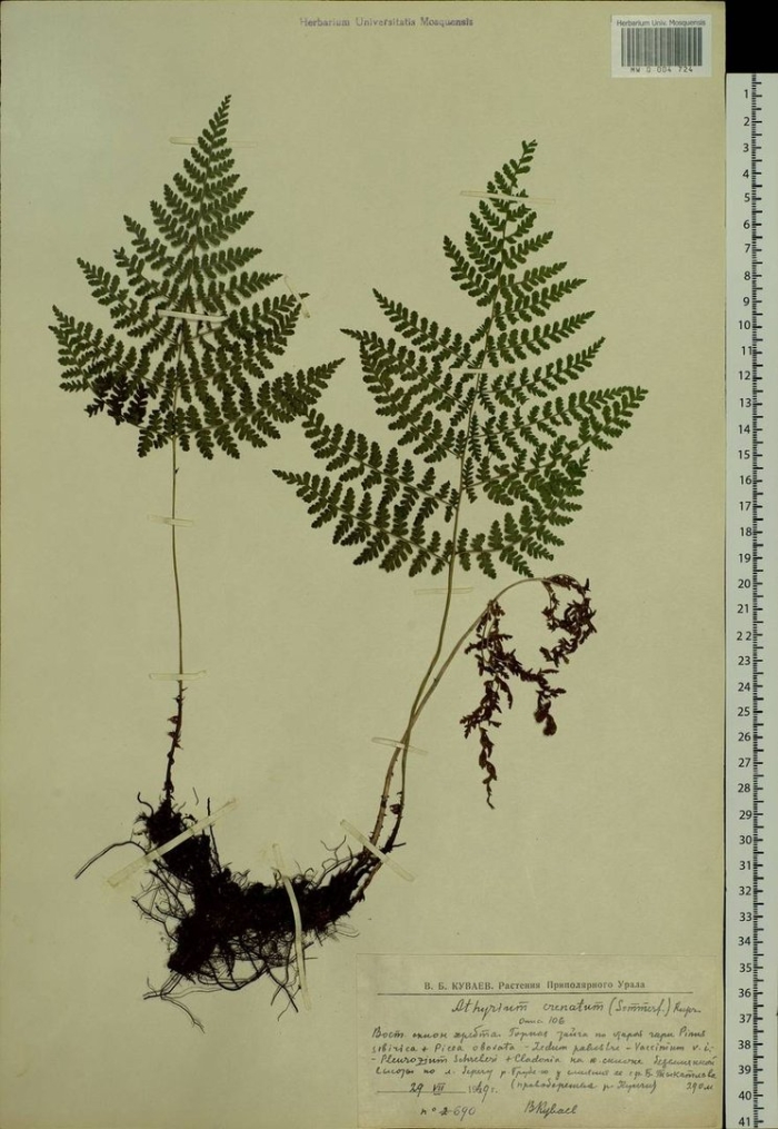 Пузырник судетский