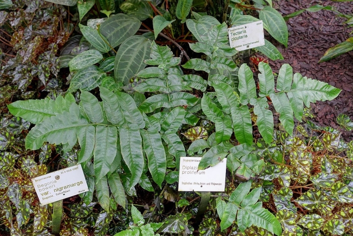 Птерис критский альболинеата