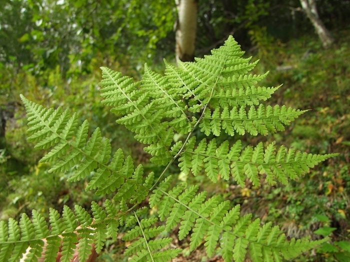 Папоротник диплазий сибирский