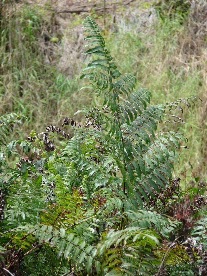 Athyrium esculentum