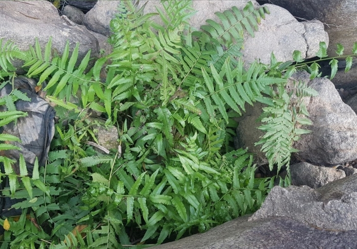 Папоротник пеллея