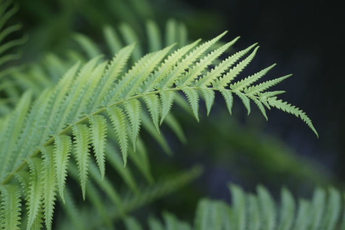 Папоротник щитовник листья