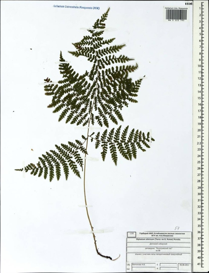 Щитовник распростертый