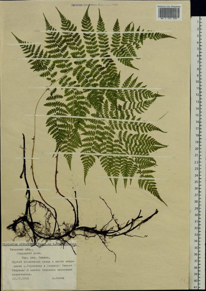 Щитовник распростертый