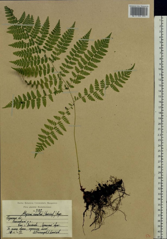 Орляк сосняковый