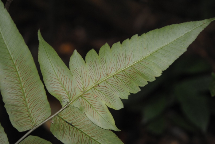 Doodia папоротник