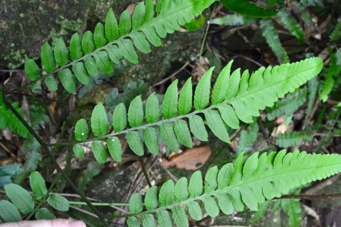 Pteris semipinnata
