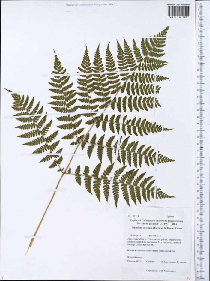 Кочедыжник женский гербарий