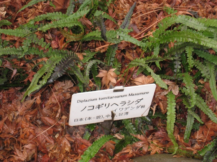 Блехнум blechnum penna marina