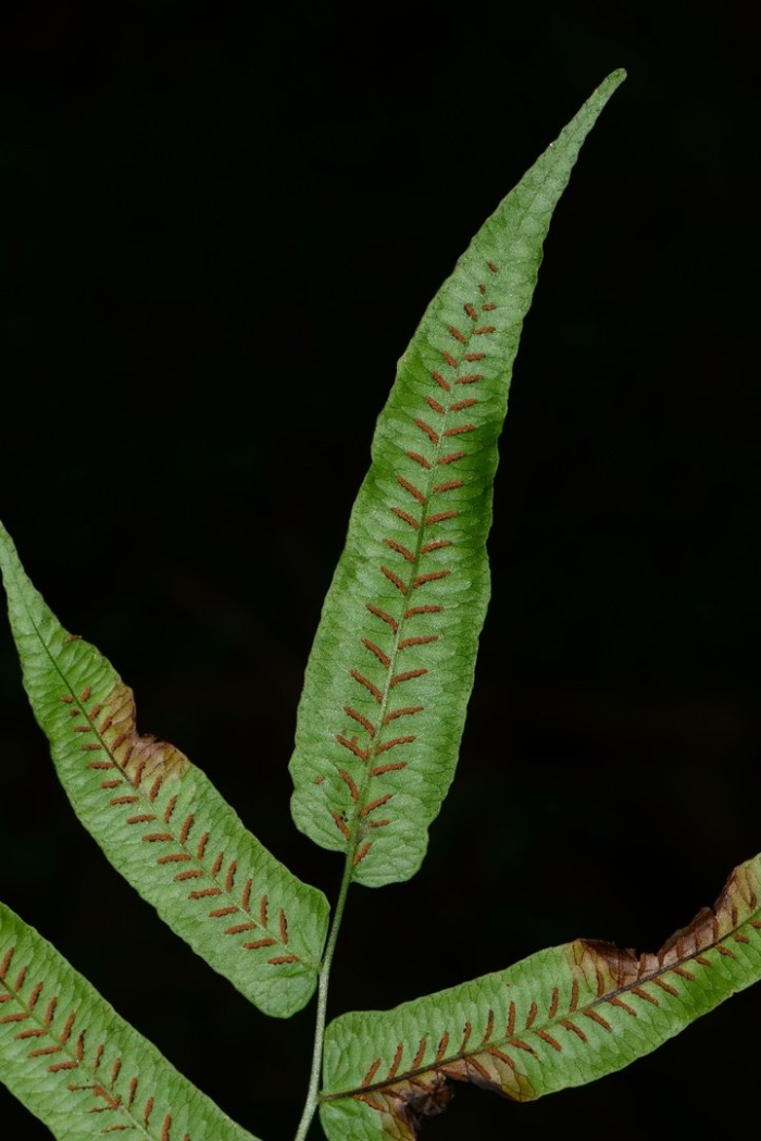 Phyllitis scolopendrium