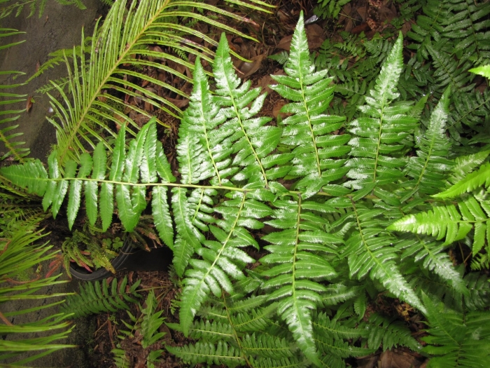 Polystichum aculeatum