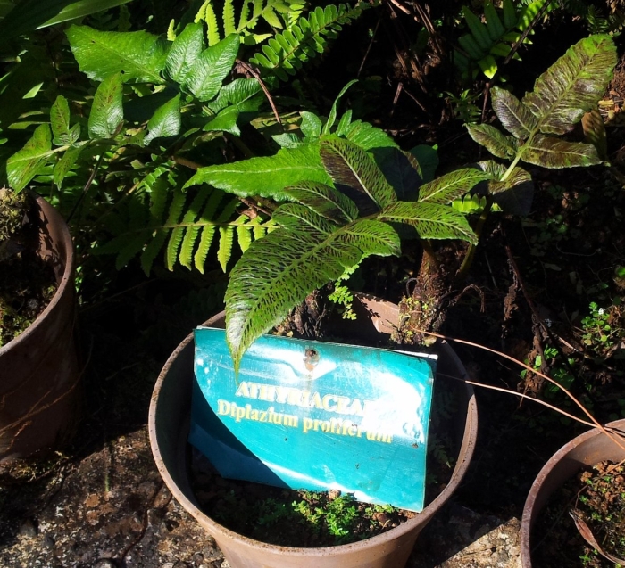 Macrothelypteris torresiana папоротник